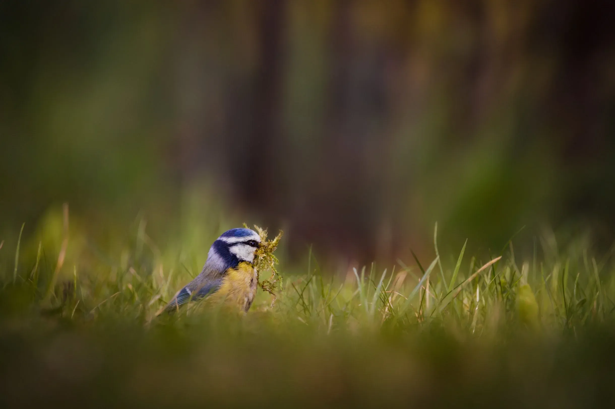 Blaumeise beim Nestbau