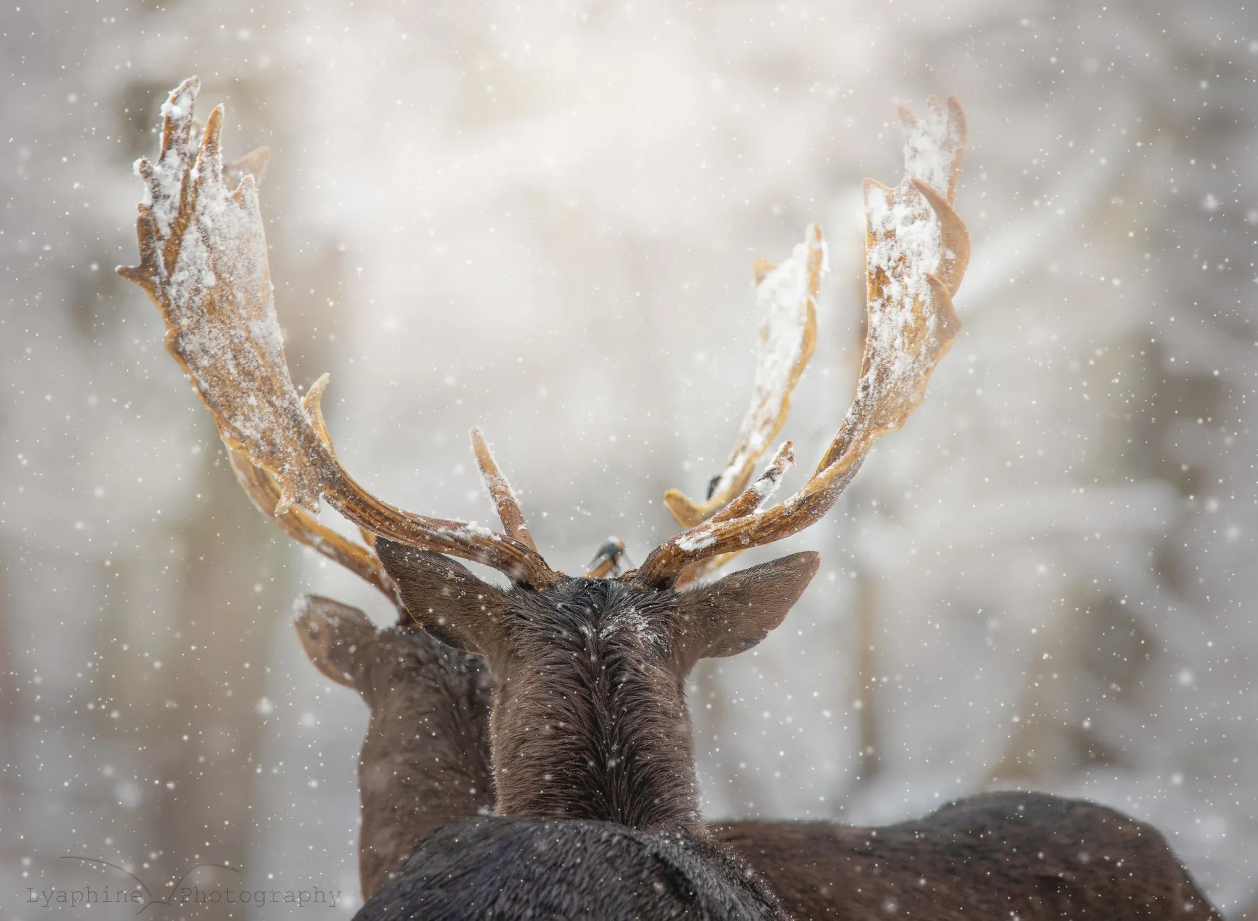 Damwild im Winter