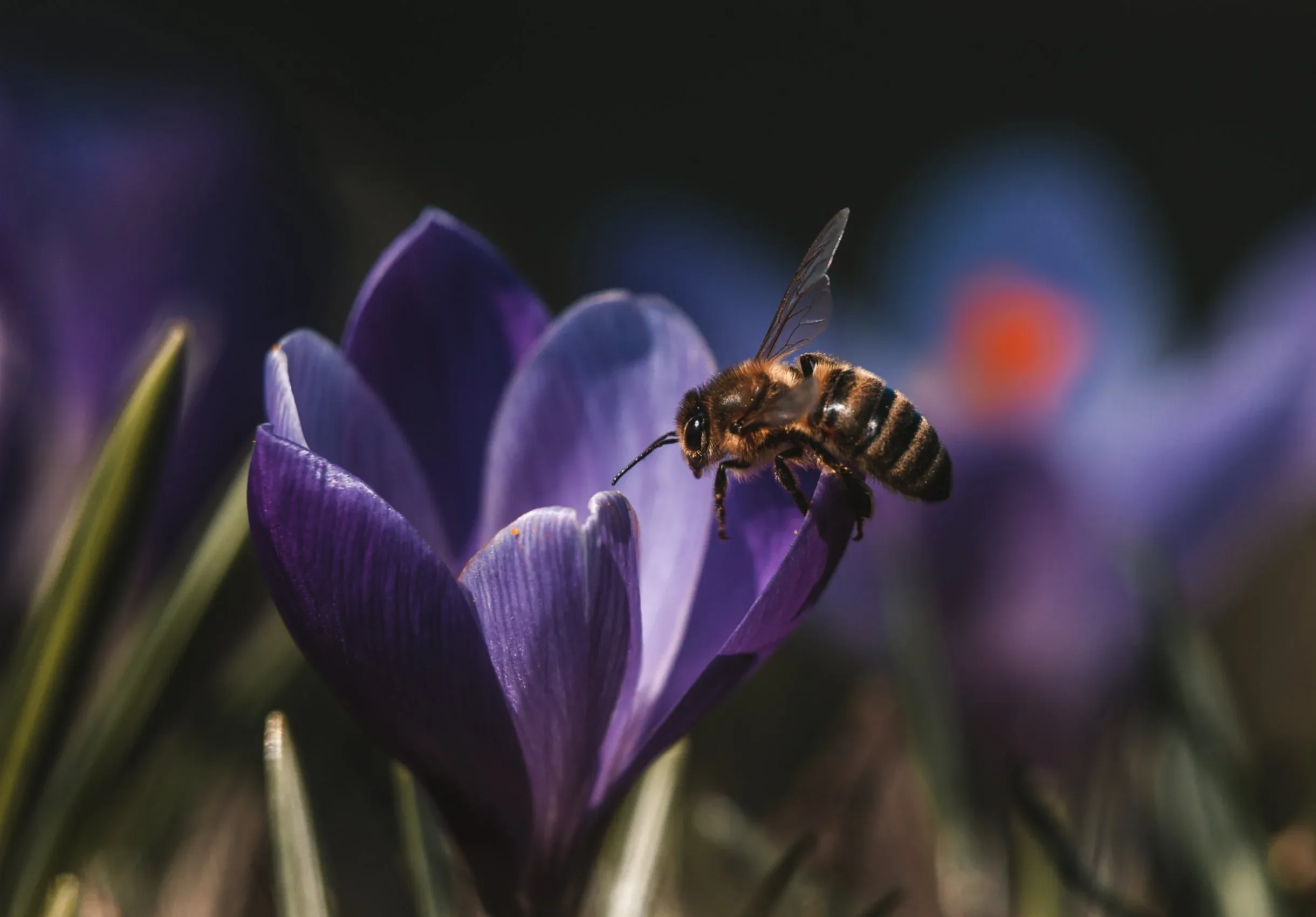 Fleißiges Bienchen